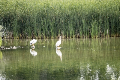 White Pelicans Foutain Co 2023
